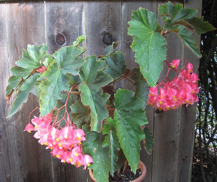 B. ‘Superba Azella’